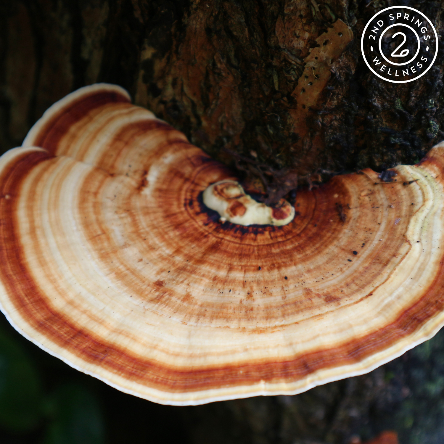 Turkey Tail Mushrooms Explained: Benefits for Immunity, Digestion, and Vitality