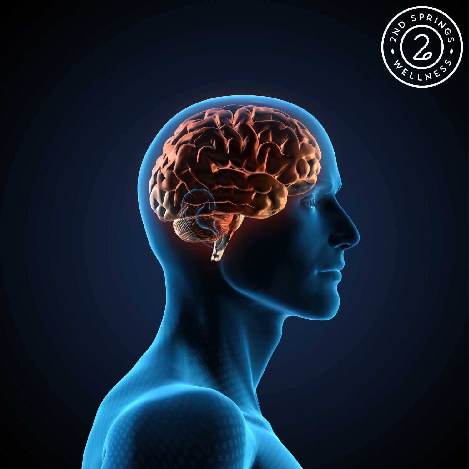 Ginkgo Biloba: A Natural Ally for Cognitive Health, Memory, and Focus