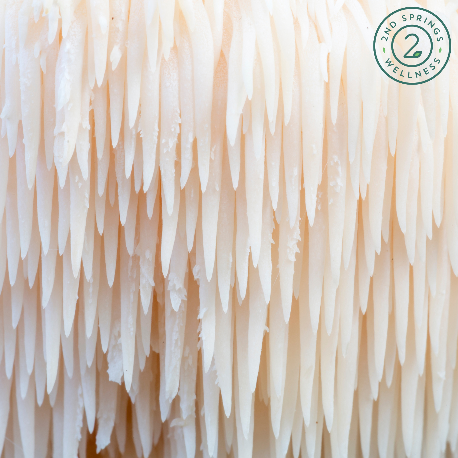 Lion’s Mane: The Brain-Boosting Mushroom for Cognitive Health and Mental Clarity