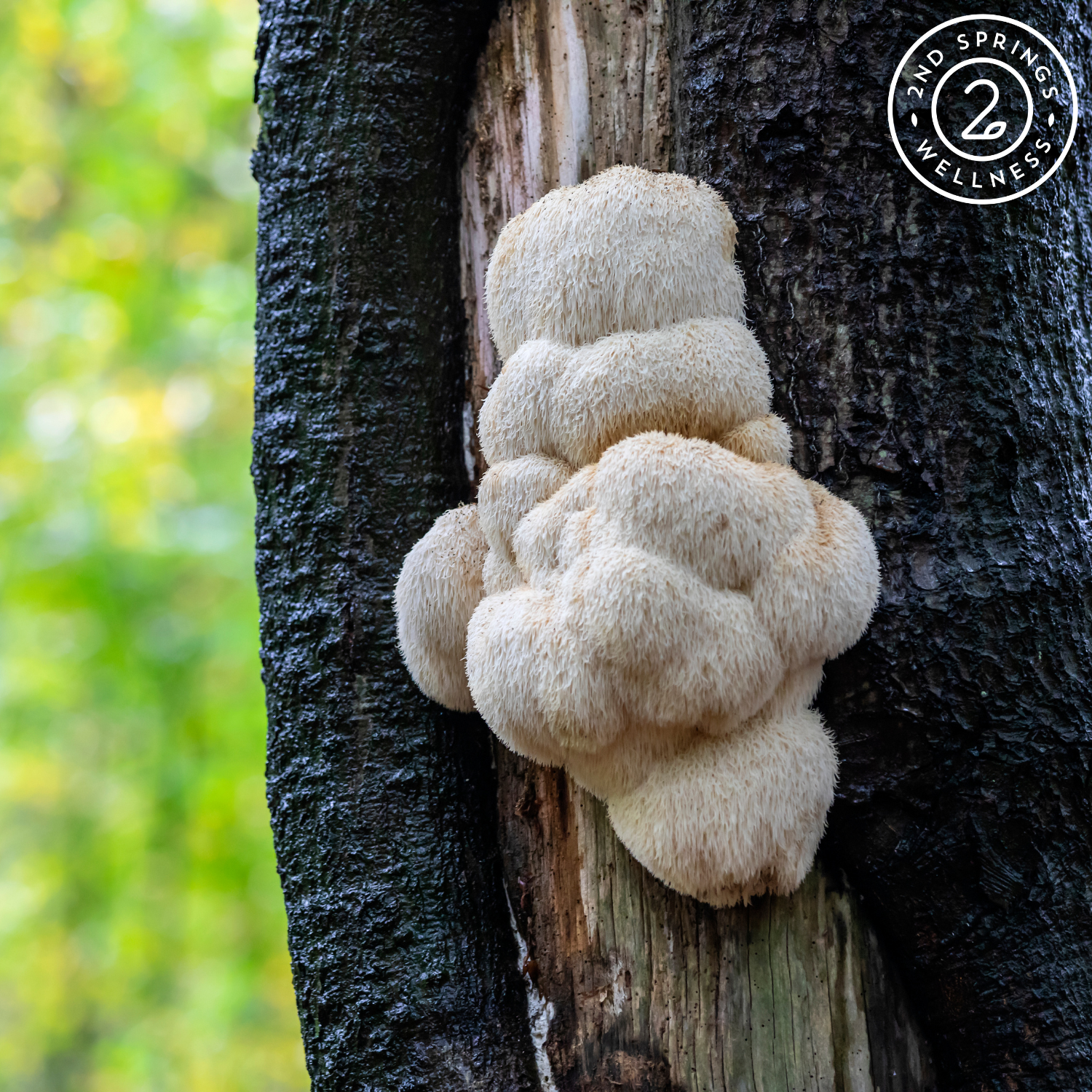 Nootropics 101: A Beginner’s Guide to Cognitive Enhancers