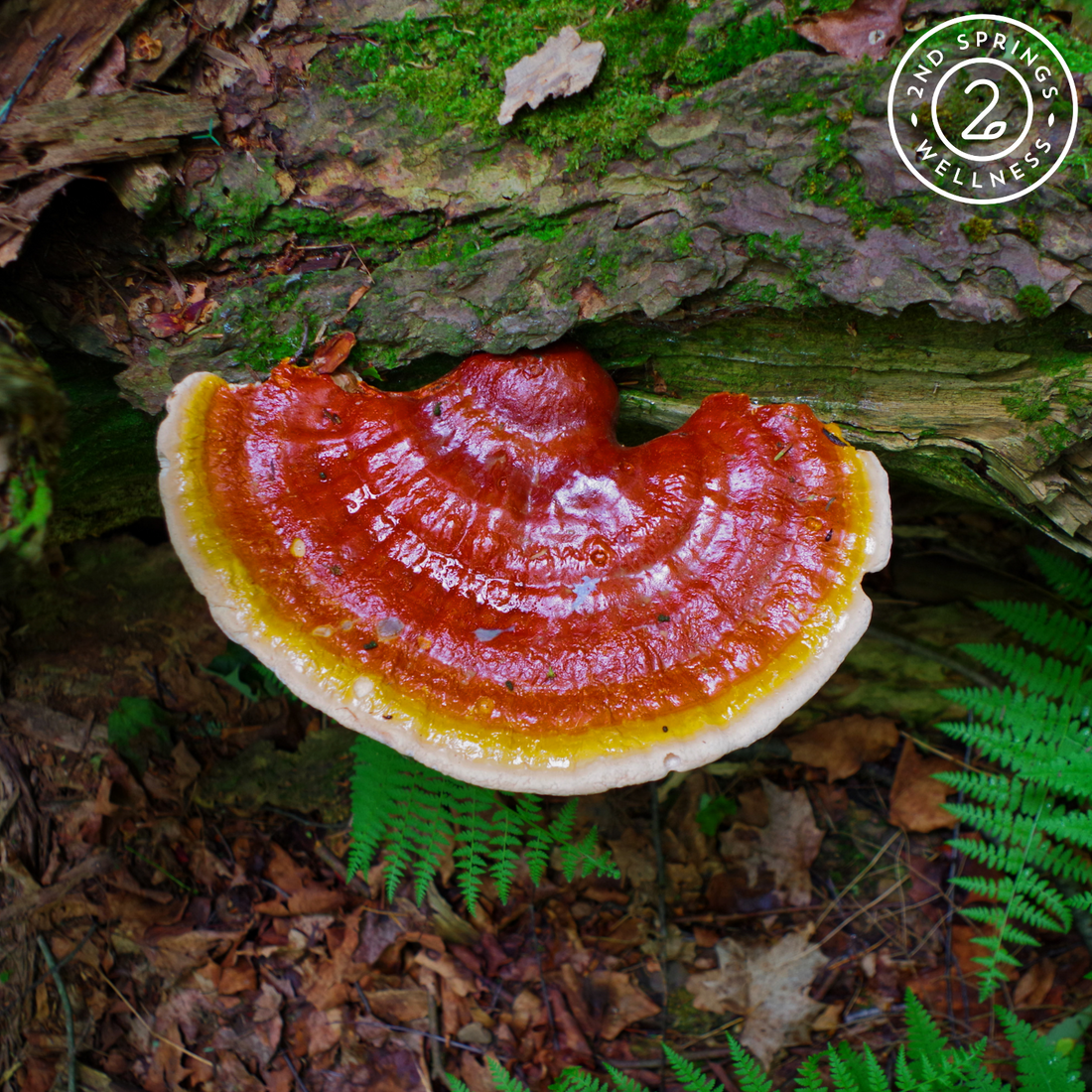 The Incredible Benefits of Reishi Mushrooms: Nature’s Secret to Wellness