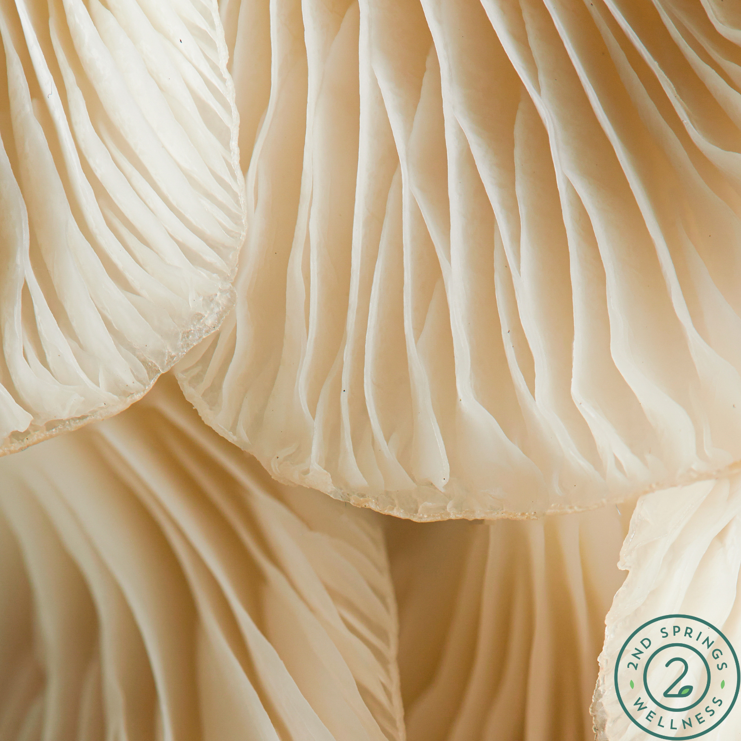 The Brain-Boosting Benefits of Mushrooms: Science-Backed Ways to Enhance Cognitive Function