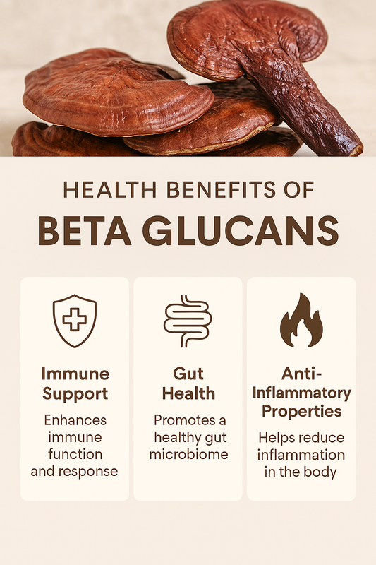 Beta Glucans Explained: The Secret Behind Mushroom Immune Support