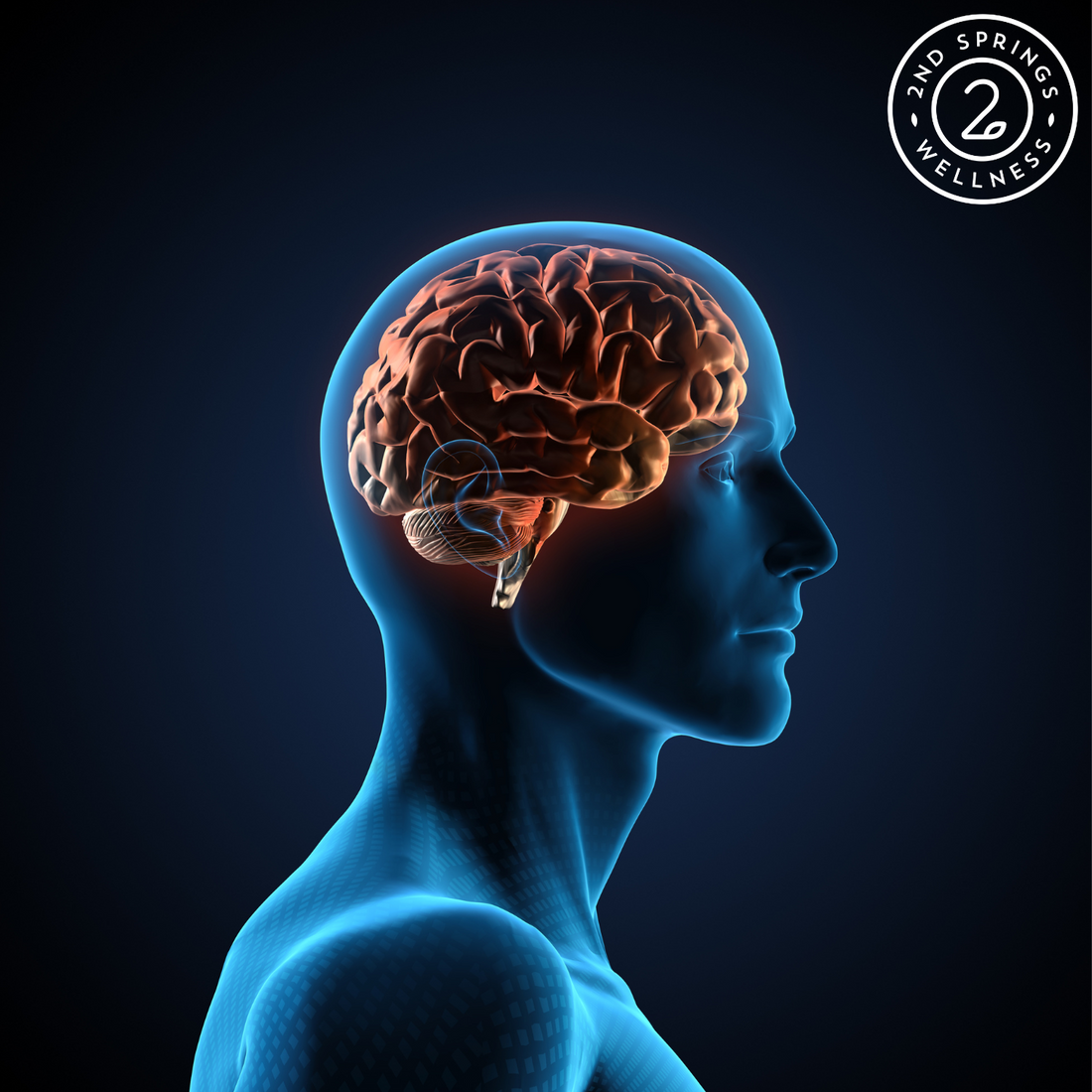 Ginkgo Biloba: A Natural Ally for Cognitive Health, Memory, and Focus