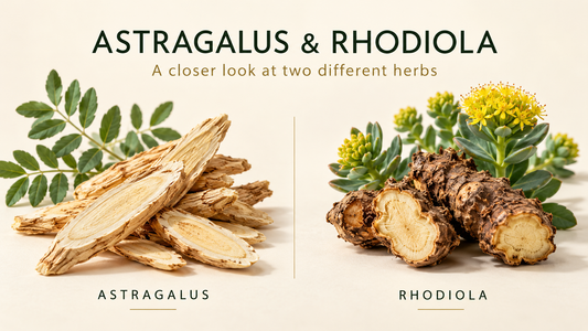 Astragalus and Rhodiola: What’s the Difference?