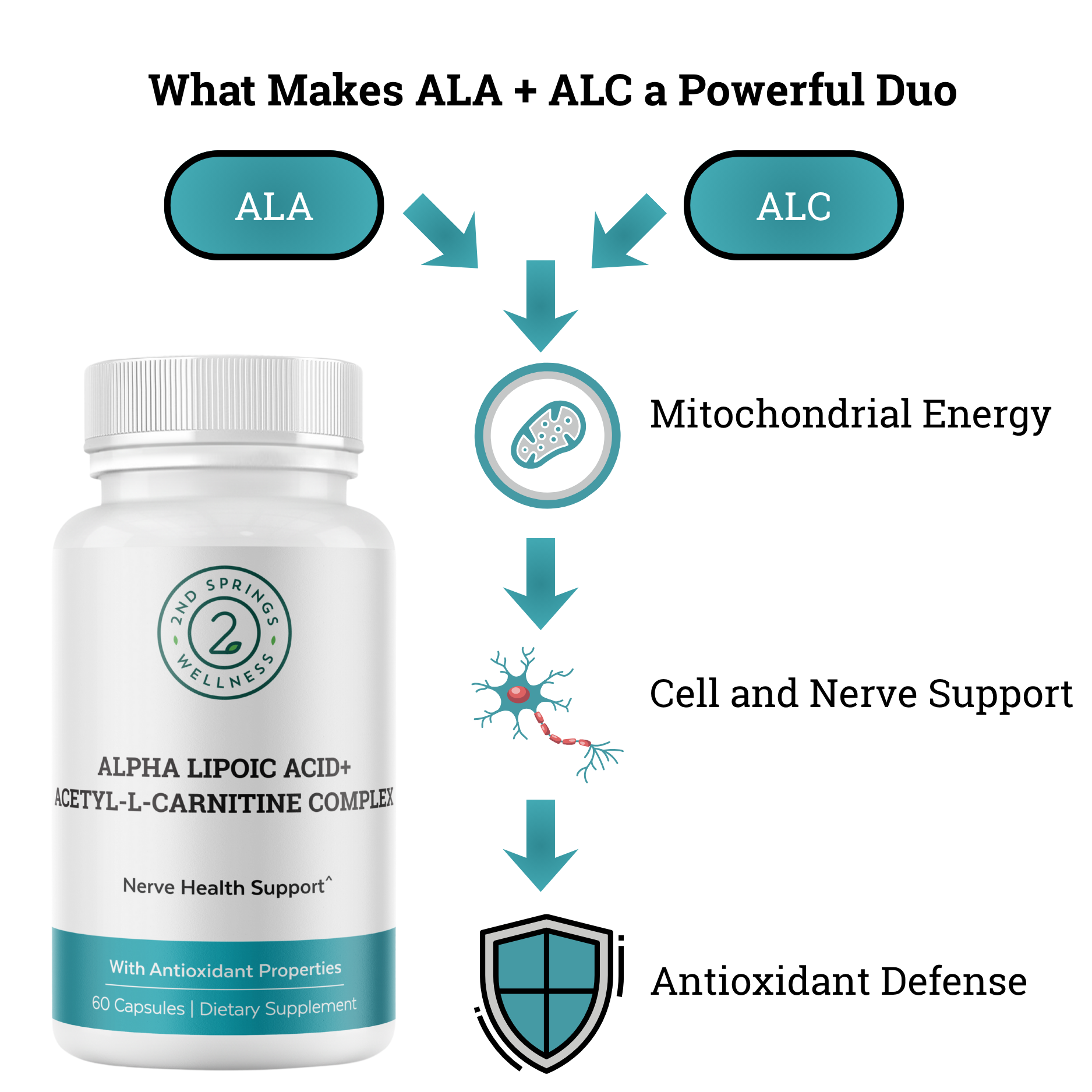 ALA + ALC Complex | Cellular Energy, Brain & Metabolism Support | 2nd Springs 2nd Springs Wellness ALA + ALC Complex | Cellular Energy, Brain & Metabolism Support | 2nd Springs 2nd Springs Wellness